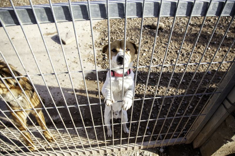 Electric Pet Fence Repair