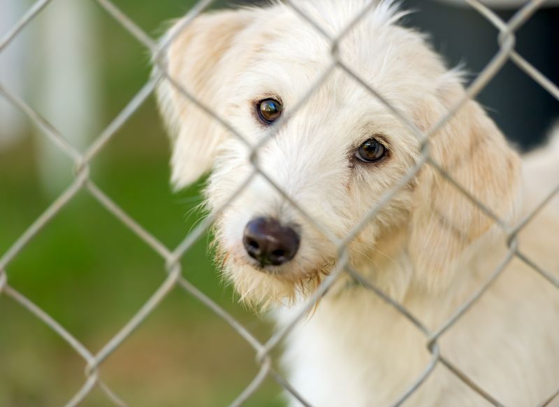 Electric Pet Fence Repair